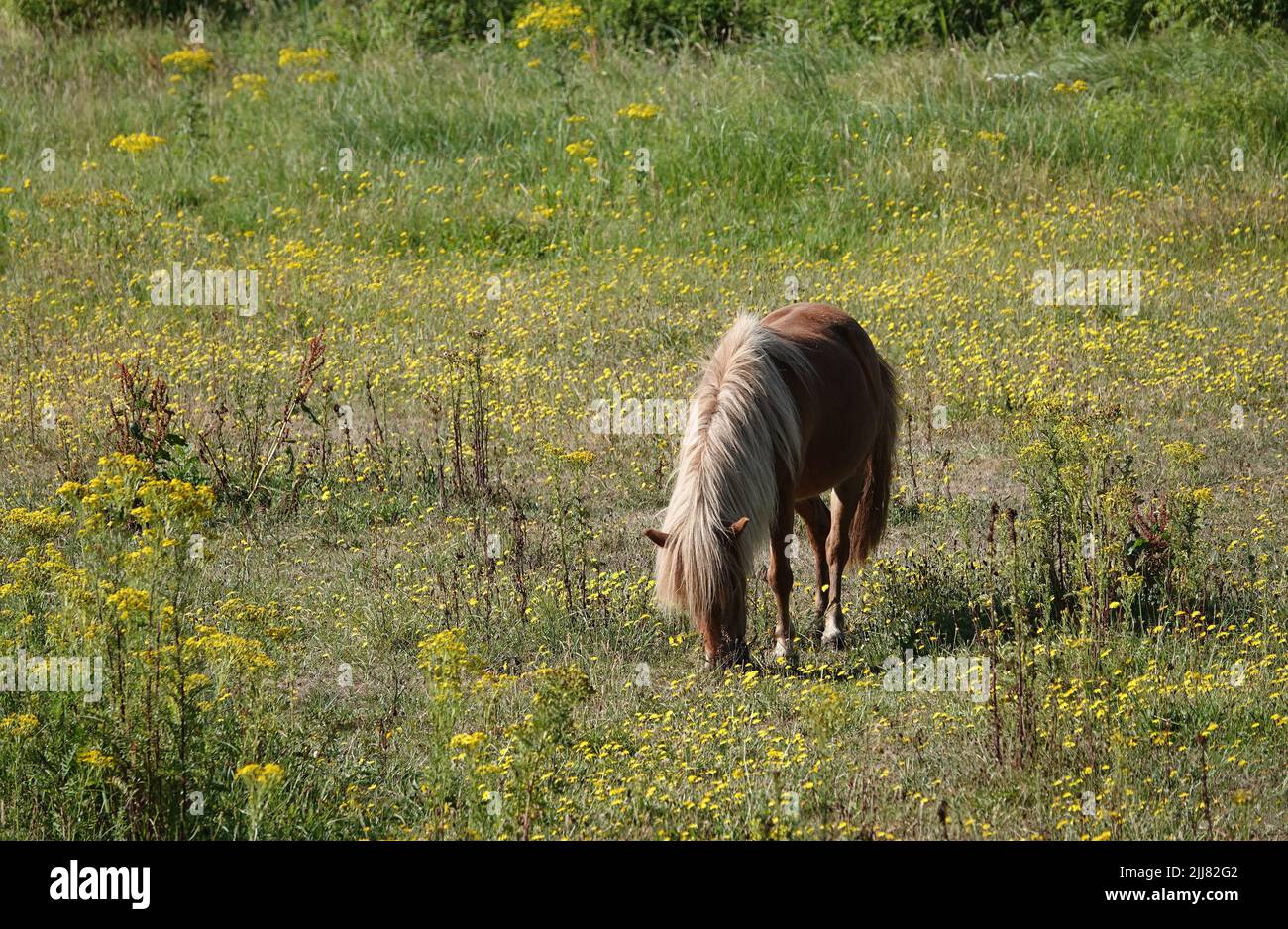 Chestnut pony with flaxen manes grazing on a meadow. The meadow is full of wildflowers. Stock Photo