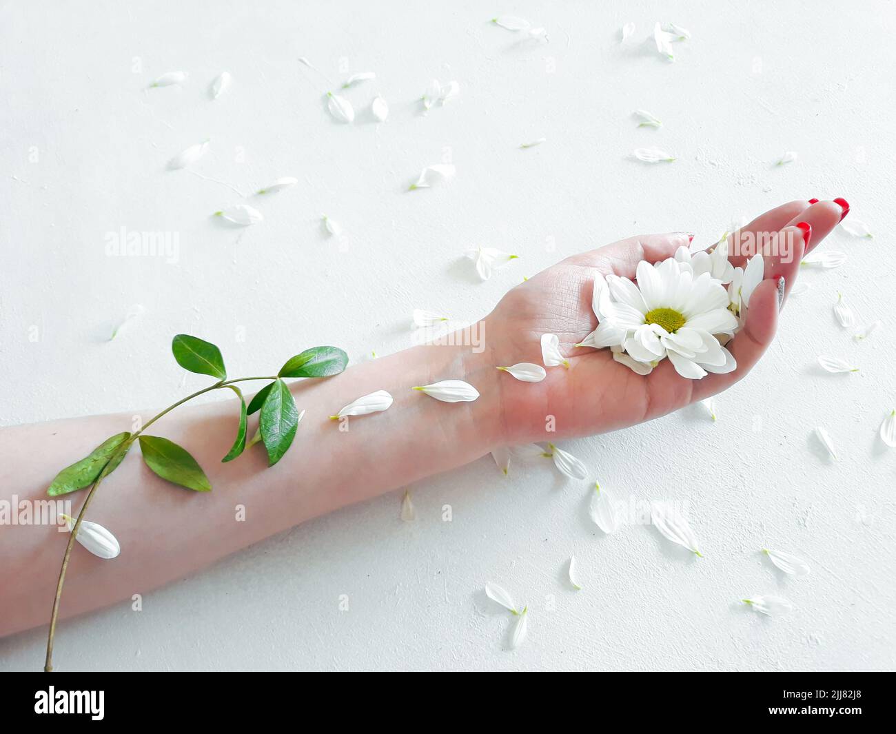 eco nature flora organic hand care flower petals Stock Photo