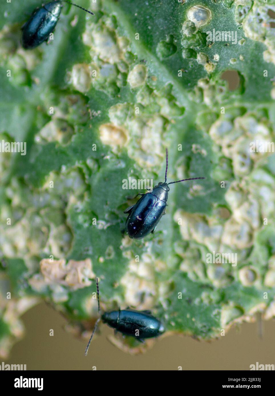 Cabbage flea beetle (Phyllotreta cruciferae) or crucifer flea beetle. Damaged leaves of cabbage in the vegetable garden. Stock Photo