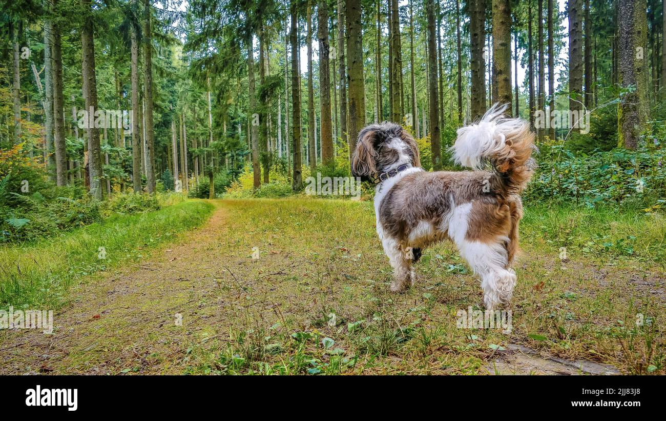 The Petit Basset Griffon Vendeen walking in the forest Stock Photo