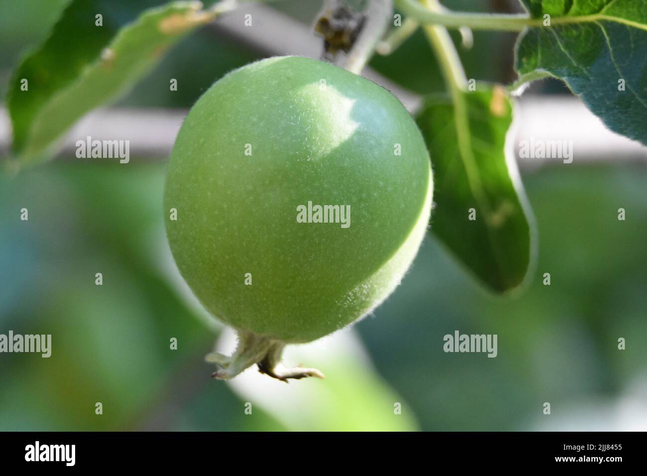 Fresh green apples hanging on a tree Stock Photo - Alamy