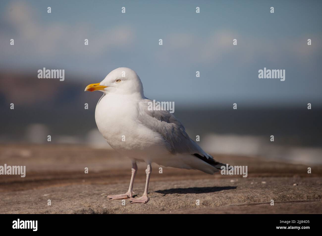 common herring gull Larus argentatus standing on a wall with a blue background selective focus Stock Photo