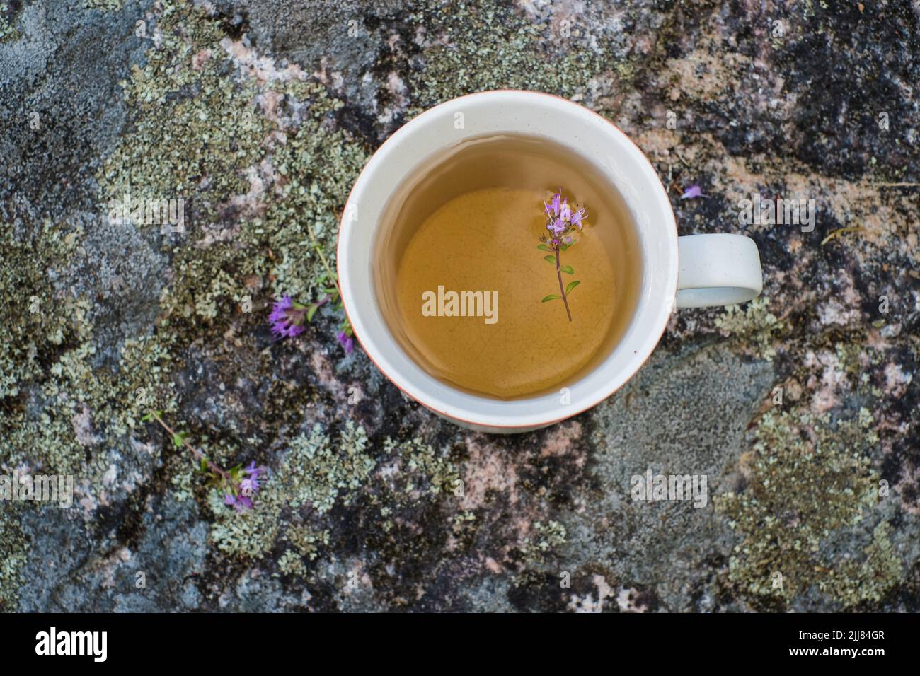 Wild thyme tea. Cup of fresh herbal tea with thymus serpyllum Stock