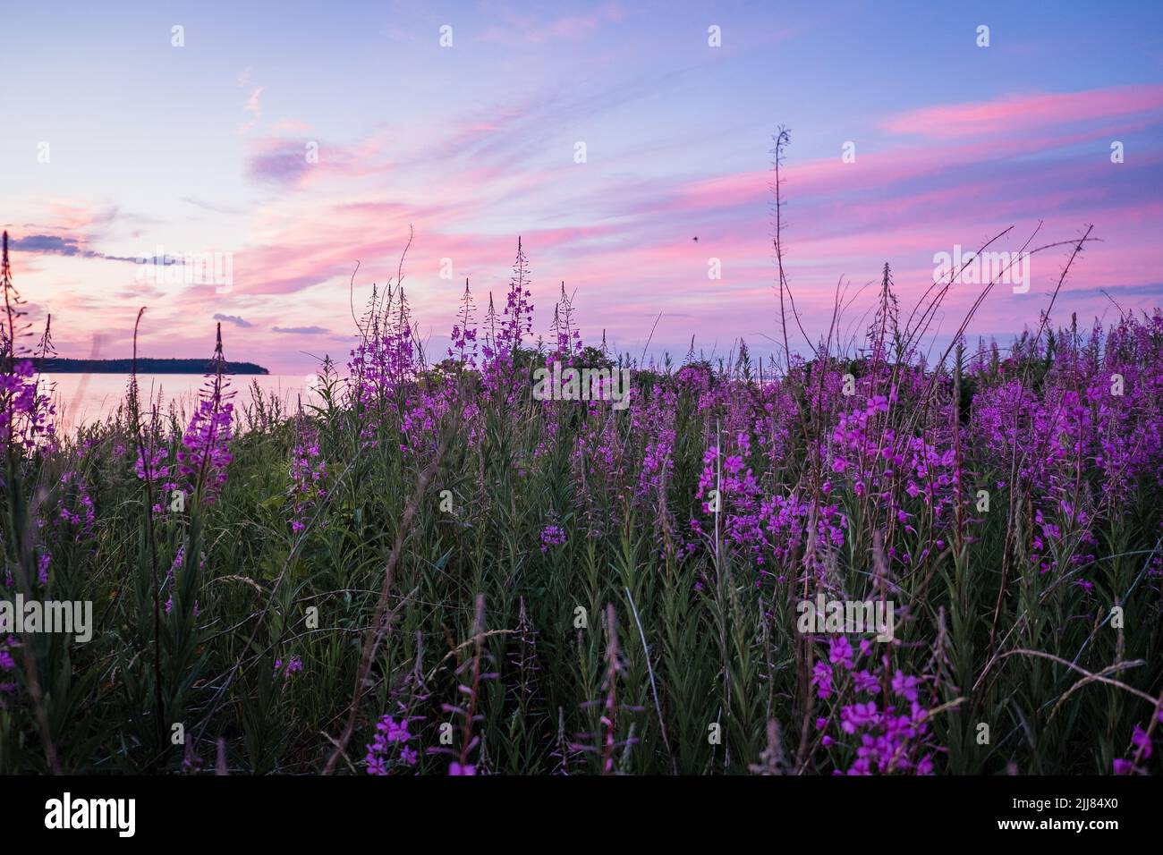 Beautiful violet pink blossoming fireweed flowers during sunny summer evening. Summer background. Stock Photo