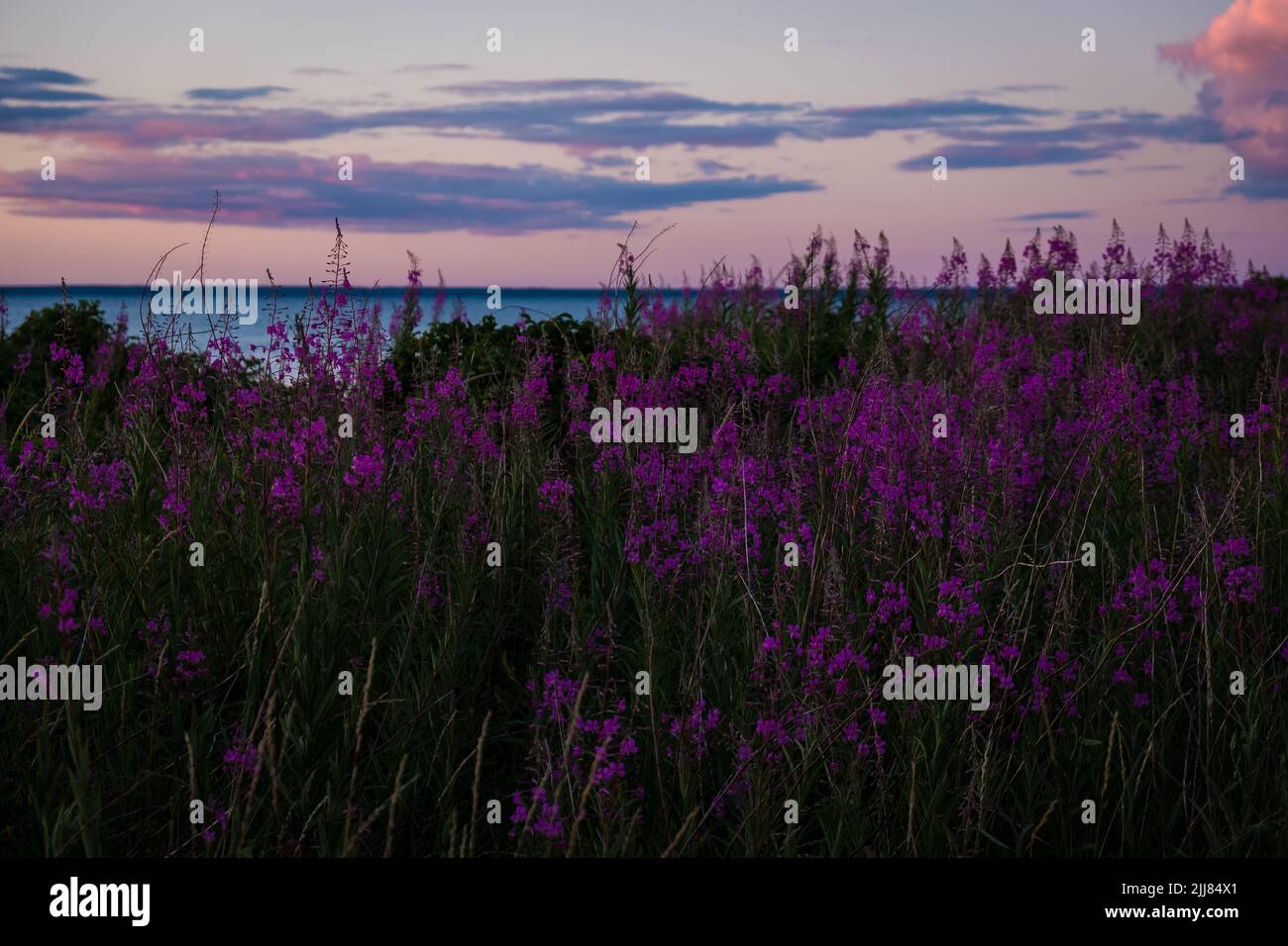 Beautiful violet pink blossoming fireweed flowers during sunny summer evening. Summer background. Stock Photo