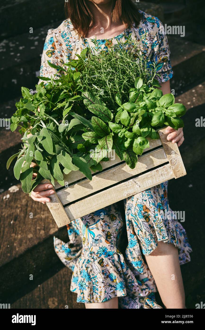 Crop faceless female farmer with wooden container of assorted fresh greens sitting on steps in countryside during harvesting season Stock Photo