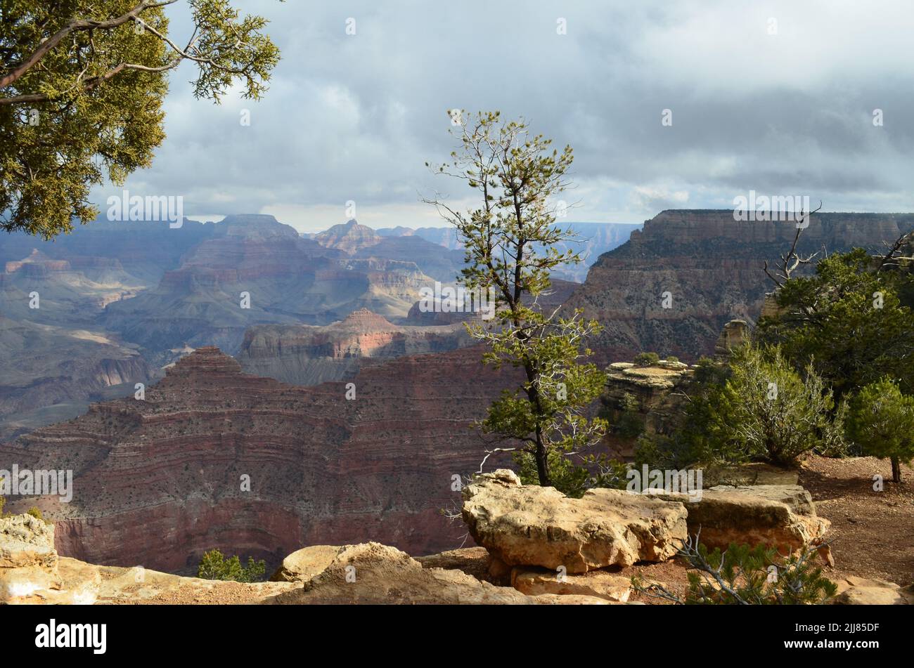 Evergreen trees growing along the rim of the Grand Canyon in Arizona