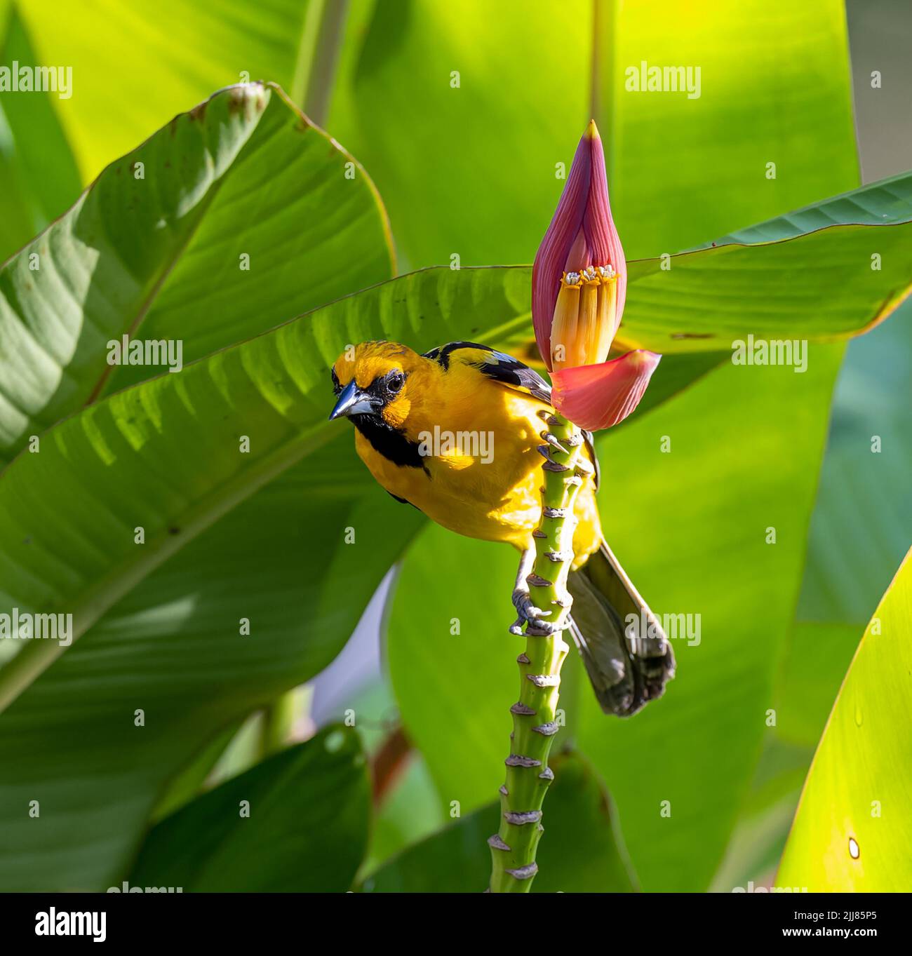 Yellow-tailed Oriole on banana flower, Costa Rica Stock Photo