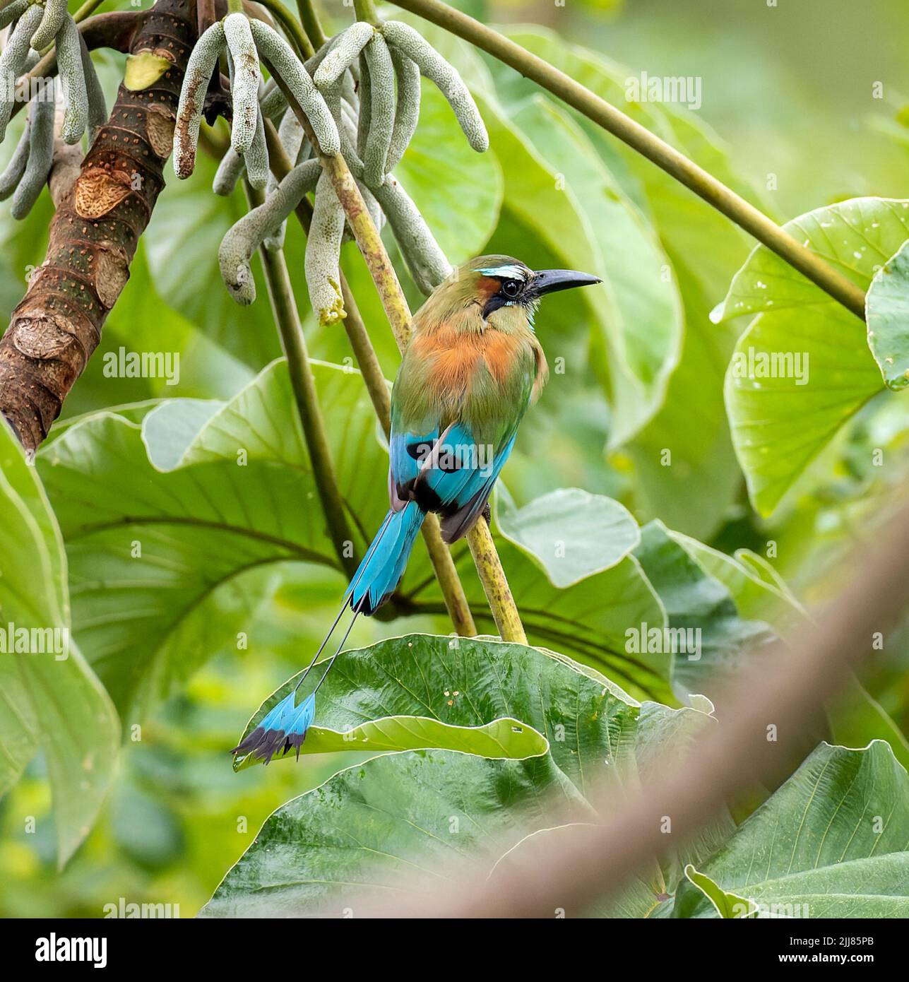 Turquoise-browed Motmot in a tree, Costa Rica Stock Photo