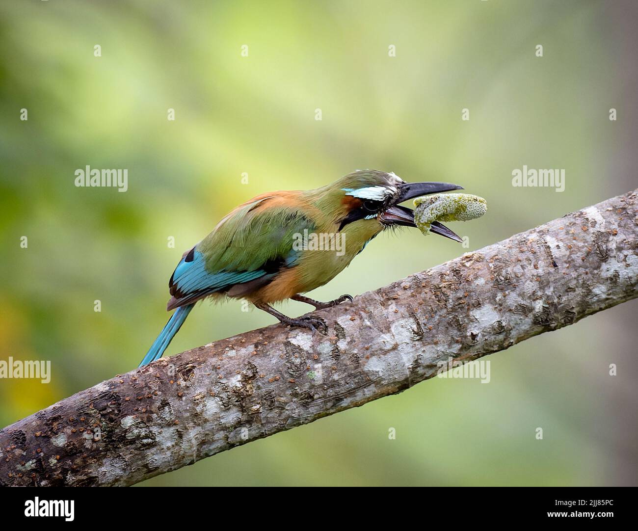 Turquoise-browed Motmot in a tree, Costa Rica Stock Photo