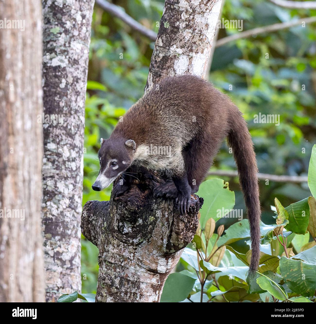 Arboreal animals in the wild hi-res stock photography and images - Alamy