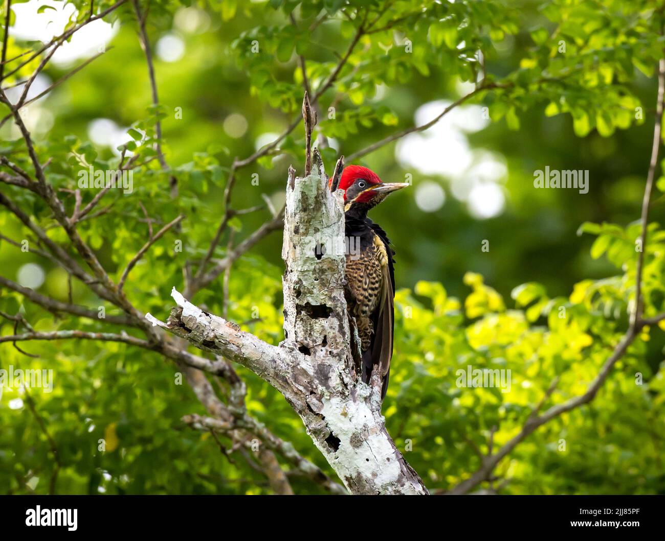 Lineated woodpecker on dead tree stump, La Ensenada Lodge, Costa Rica Stock Photo