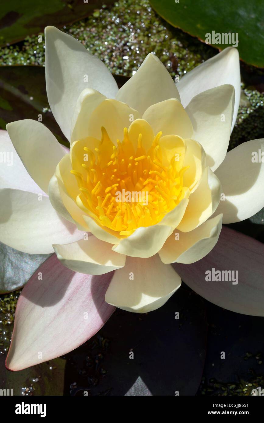 Water lily a summer flowering plant with white summertime flower from June until September and commonly known as nymphaea, stock photo image Stock Photo