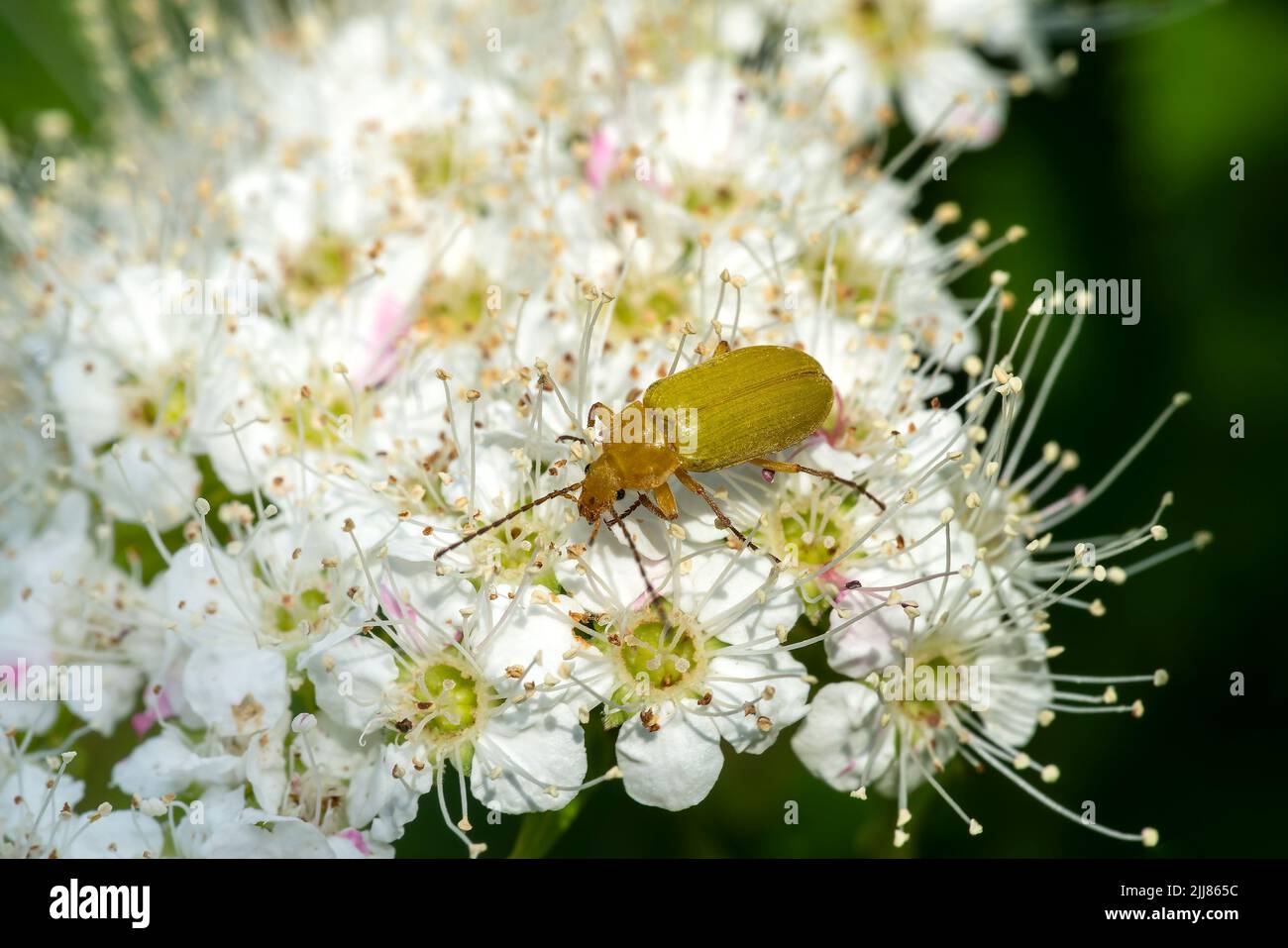 Sulphur Beetle (Cteniopus sulphureus) feeding on a spirea shrub flower which is a yellow flying insect, stock photo image Stock Photo