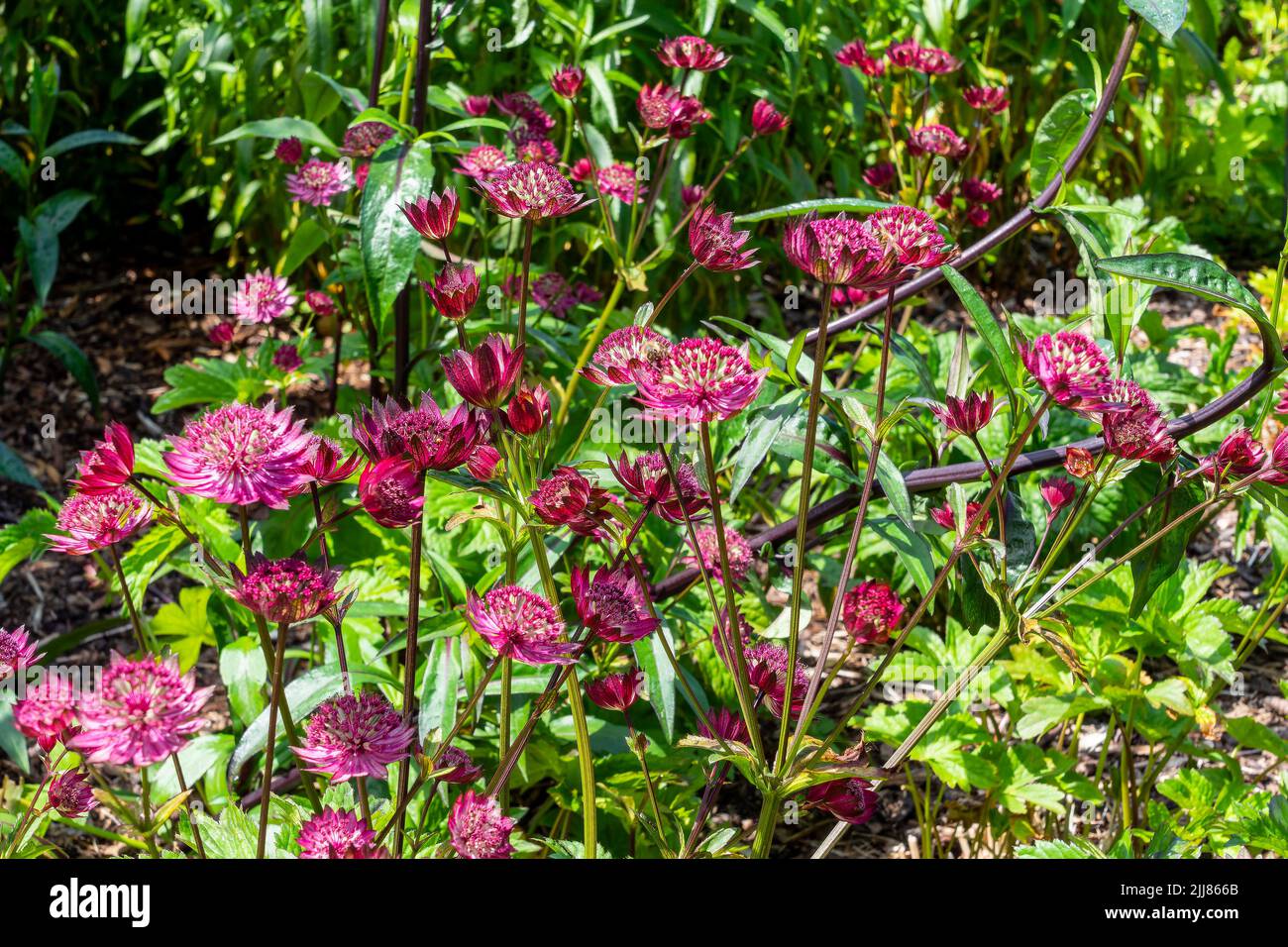 Astrantia major 'Gill Richardson Group' a summer autumn fall flowering plant with a crimson red summertime flower commonly known as great black master Stock Photo