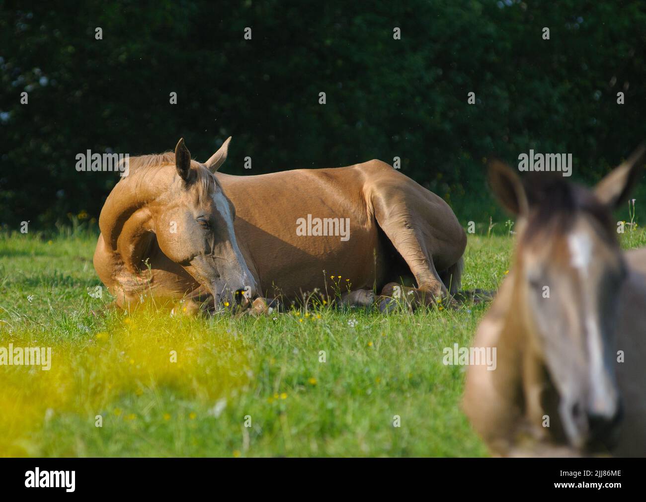 Beautiful akhal-teke horses on a pasture Stock Photo