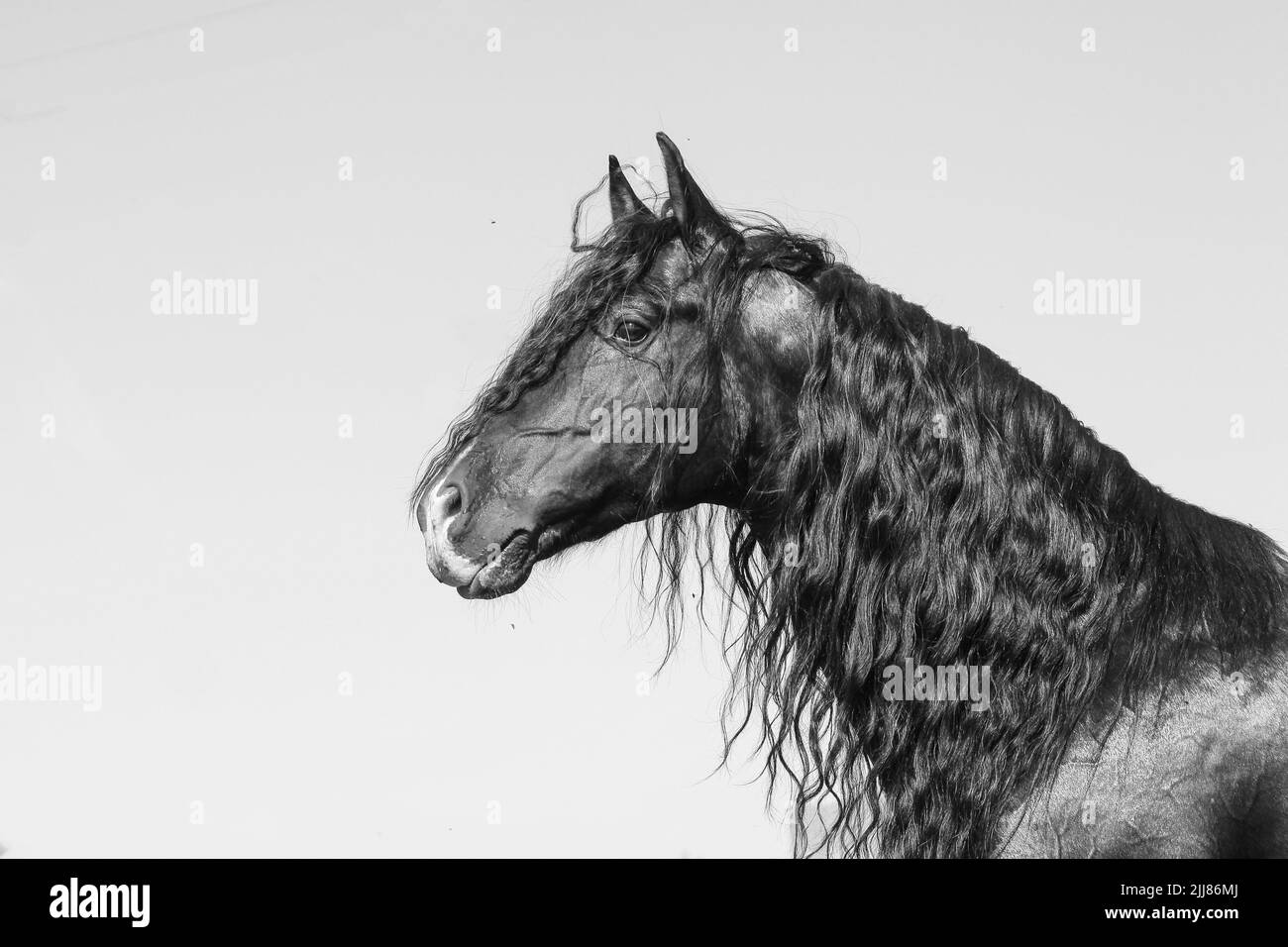 Beautiful andalusian stallion portrait in black and white Stock Photo