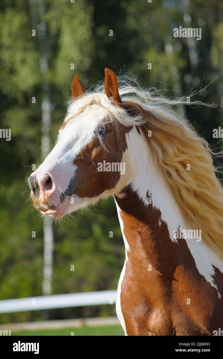 Pinto tinker stallion in the movement Stock Photo