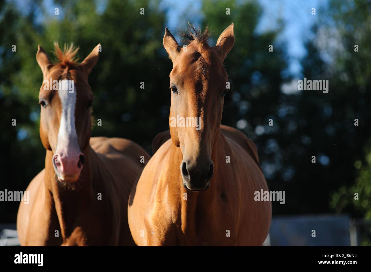 Beautiful akhal-teke horses in a sunset Stock Photo
