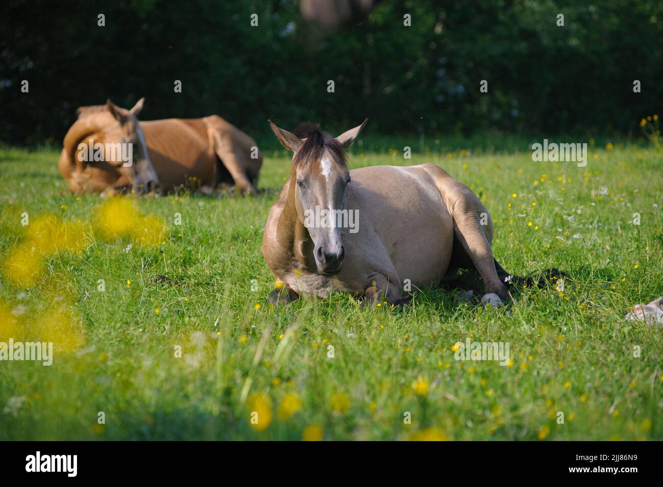 Beautiful horses chilling on a pasture in a hot summer day Stock Photo