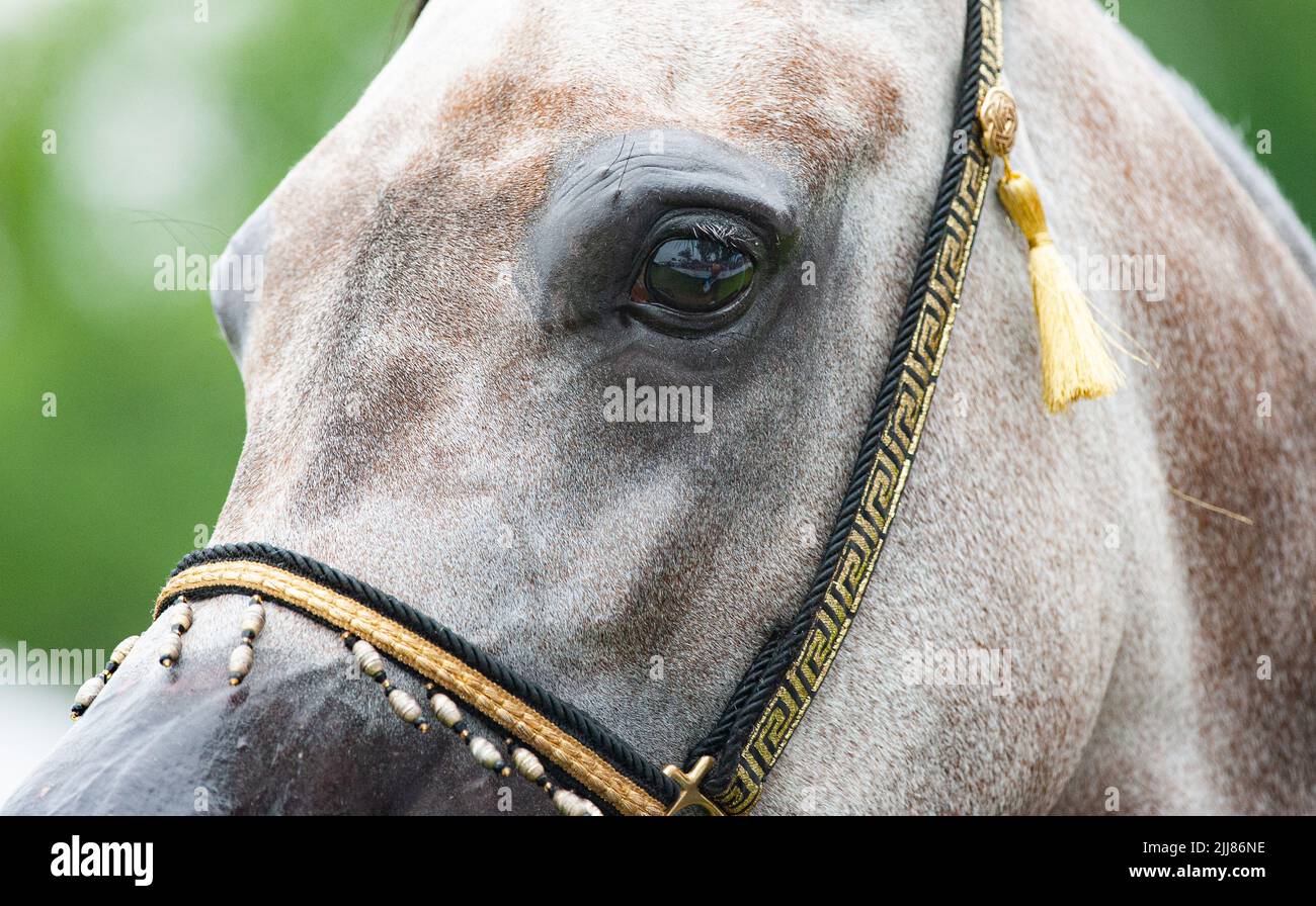 Beautiful show arabian horse portrait closeup Stock Photo
