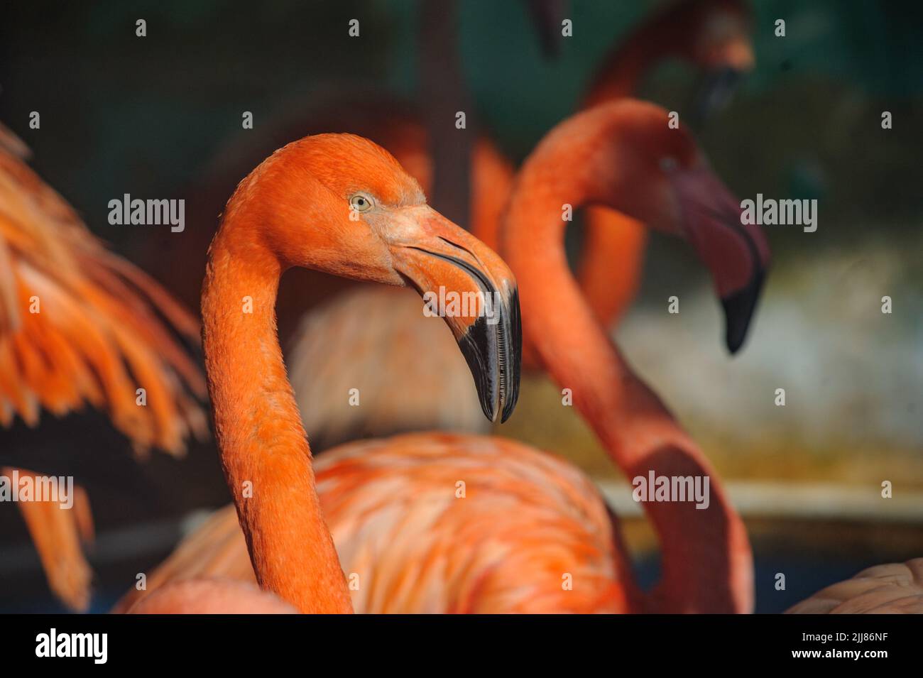 Beautiful flamingos portrait in sunset rays closeup Stock Photo