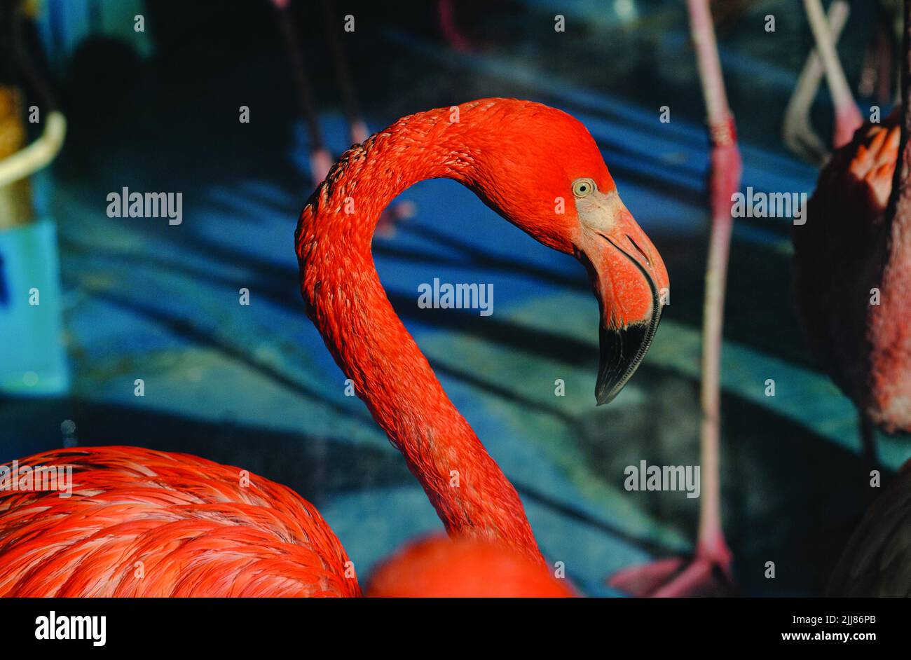 Beautiful pink flamingo portrait in the sunrays Stock Photo
