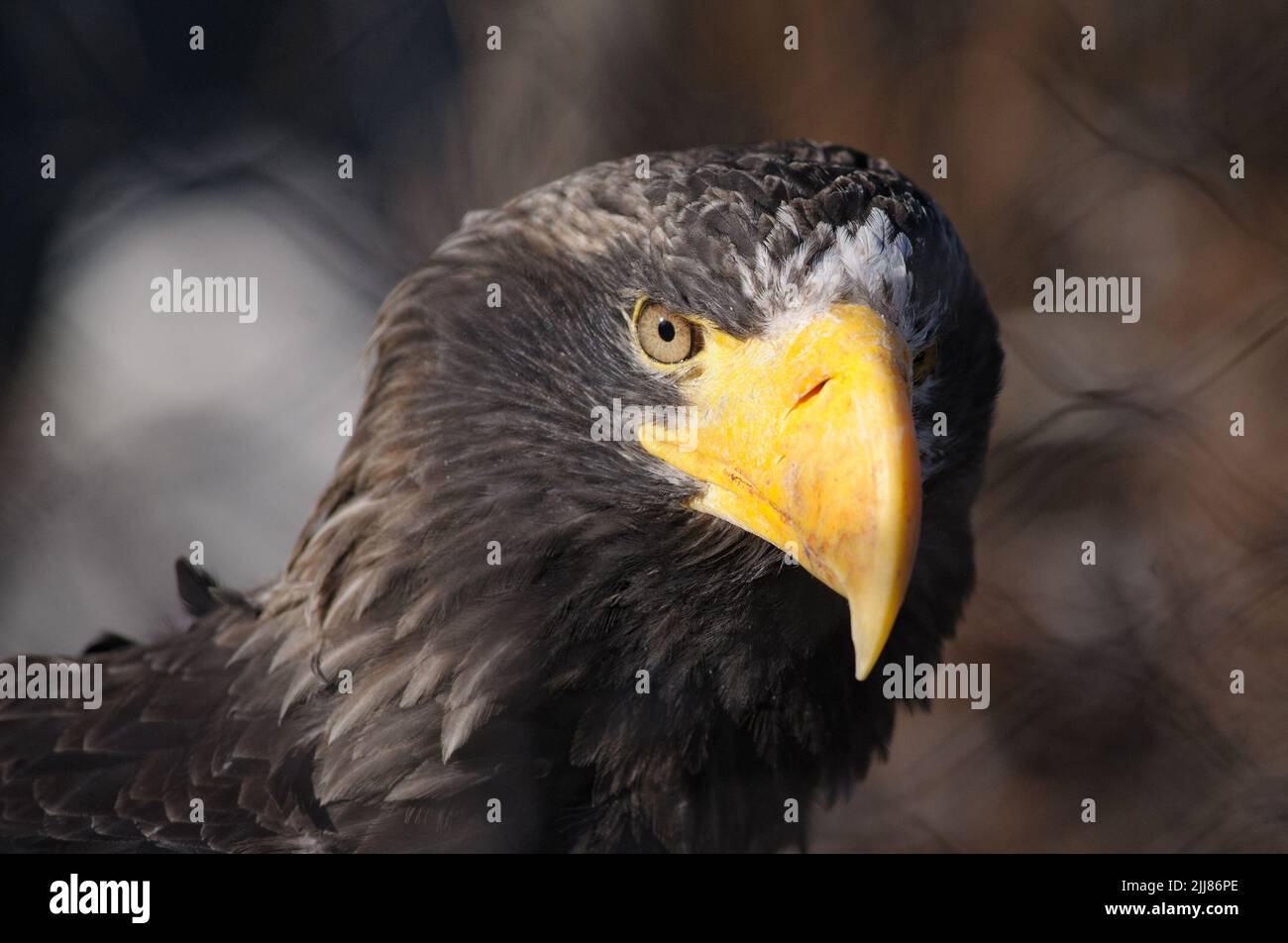 Wild eagle portrait closeup looks in camera Stock Photo