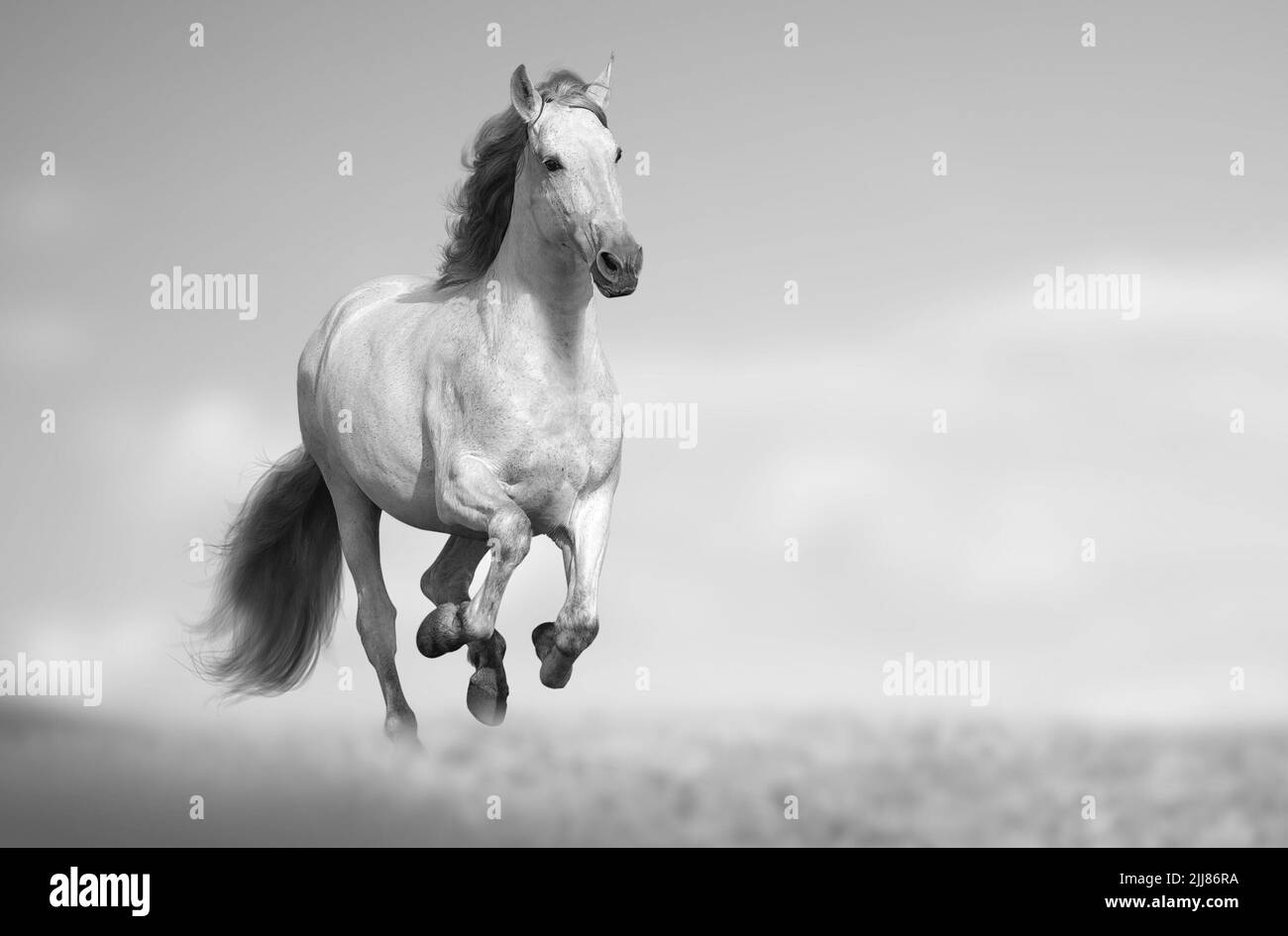 Beautiful andalusian horse running fast in the field. White long maned horse running in the field with grass and sky on the background. Galloping hors Stock Photo
