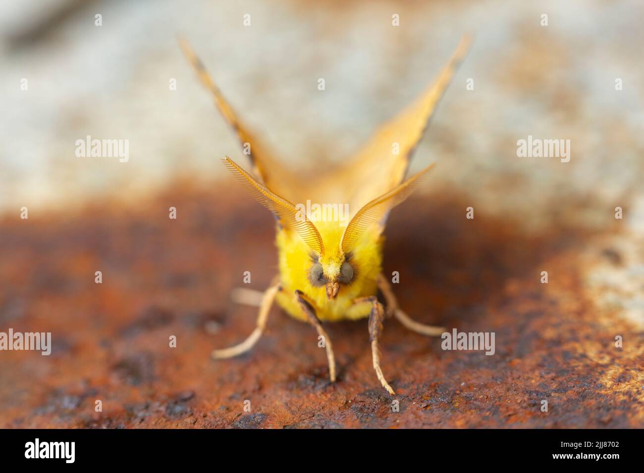 Canary-shouldered thorn Ennomos alniaria, imago roosting on rusty metal, Weston-Super-Mare, Somerset, UK, July Stock Photo