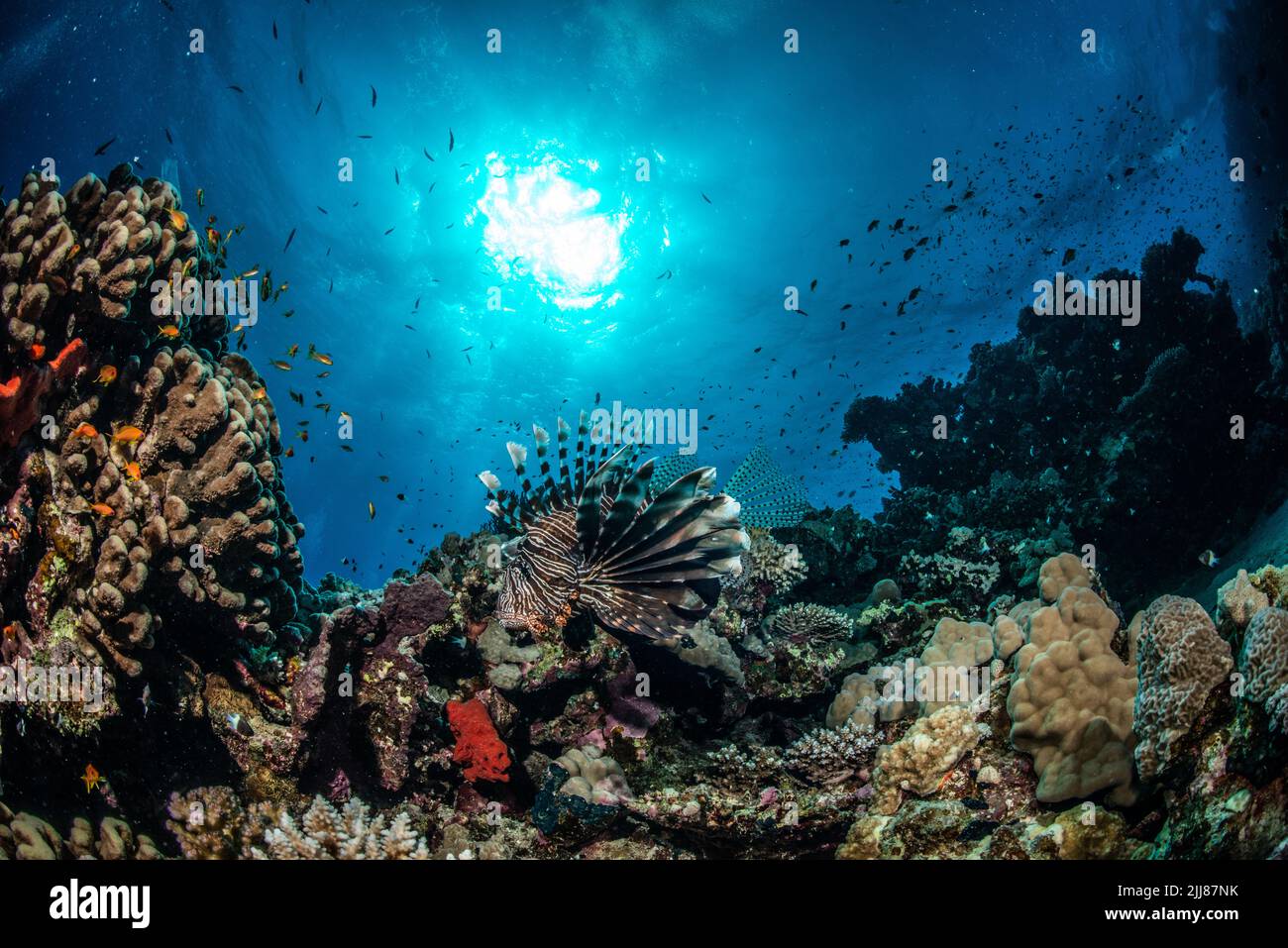 Coral reef scenery Stock Photo