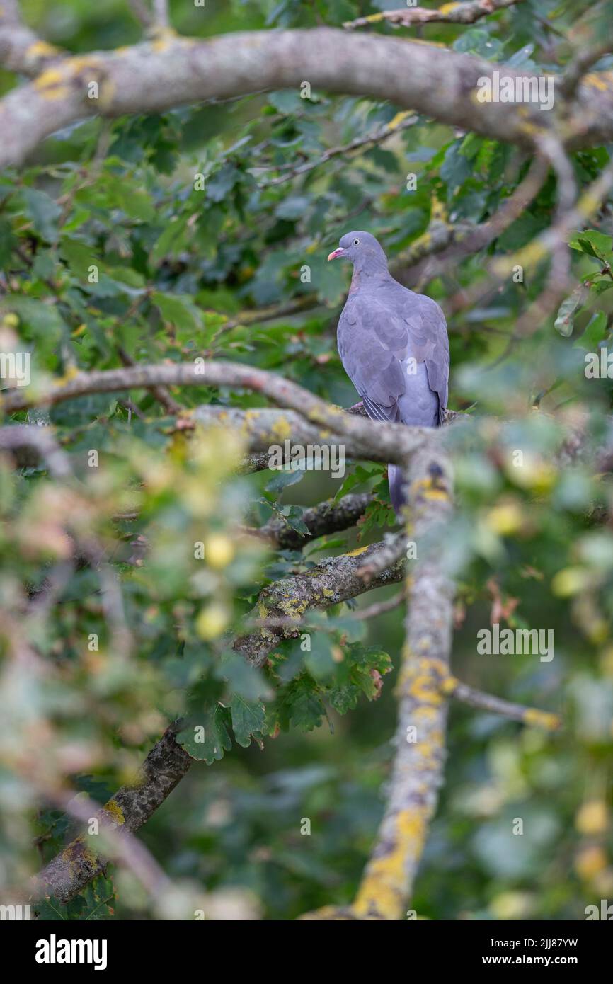 Rober plant hi-res stock photography and images - Alamy