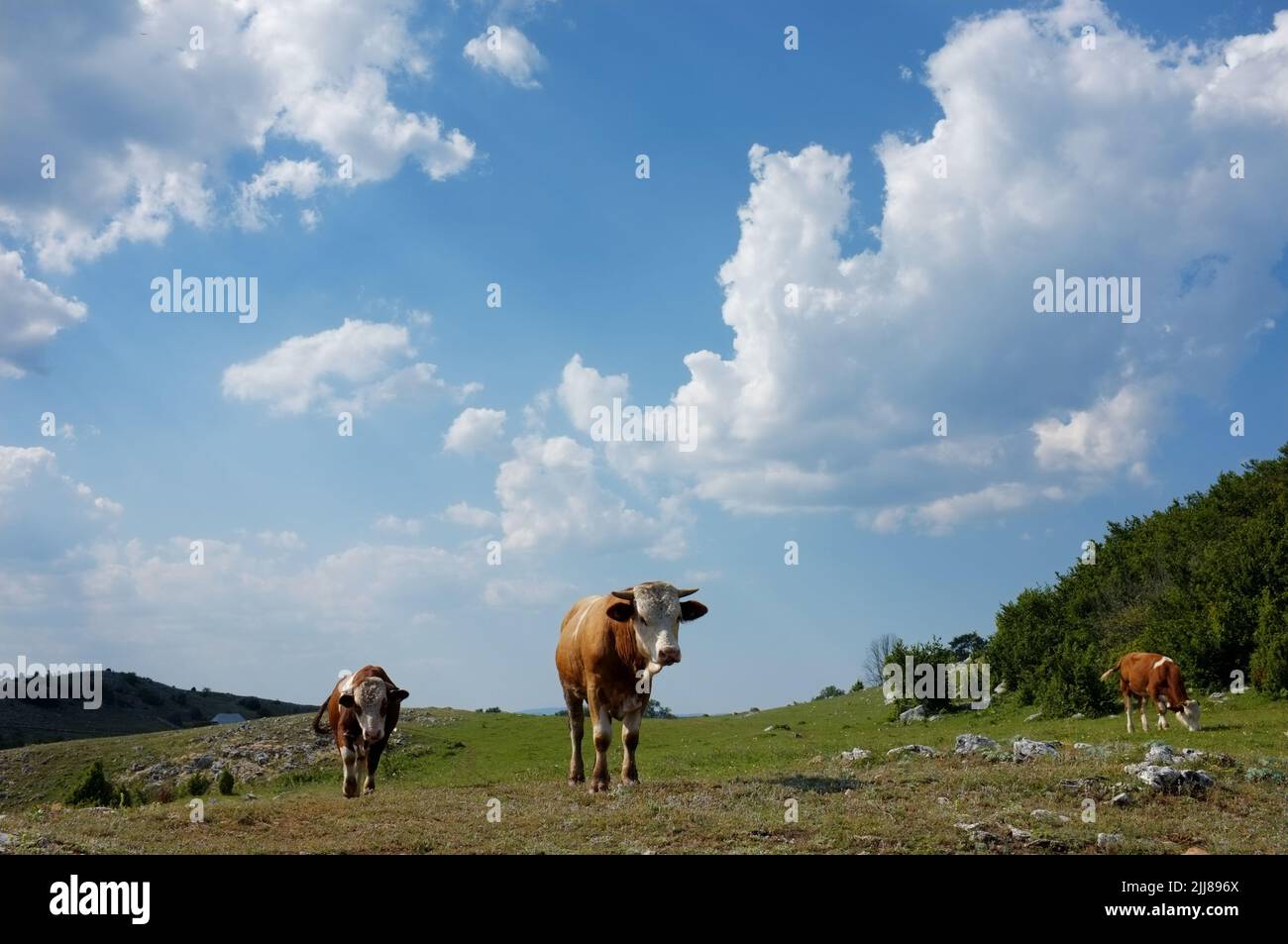 cows against clouds sky on rural landscape of Serbia Stock Photo