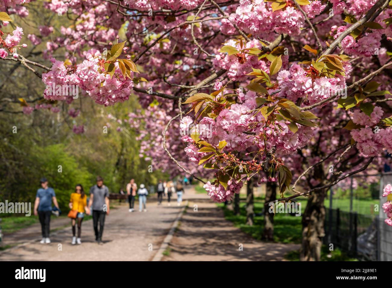 Frühling in Berlin, Japanische Kirschblüten , Sakura, vo, TV-Asahi gespendete japanische Kirschbäume in Treptow am Landwehrkanal. Stock Photo