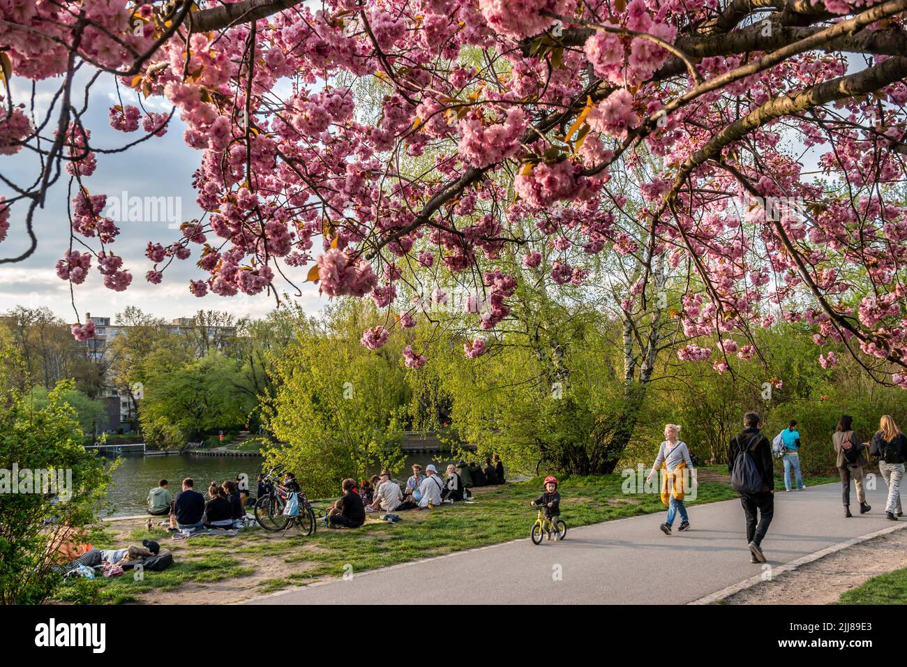 Frühling in Berlin, Japanische Kirschblüten , Sakura, vo, TV-Asahi gespendete japanische Kirschbäume in Treptow am Landwehrkanal. Stock Photo