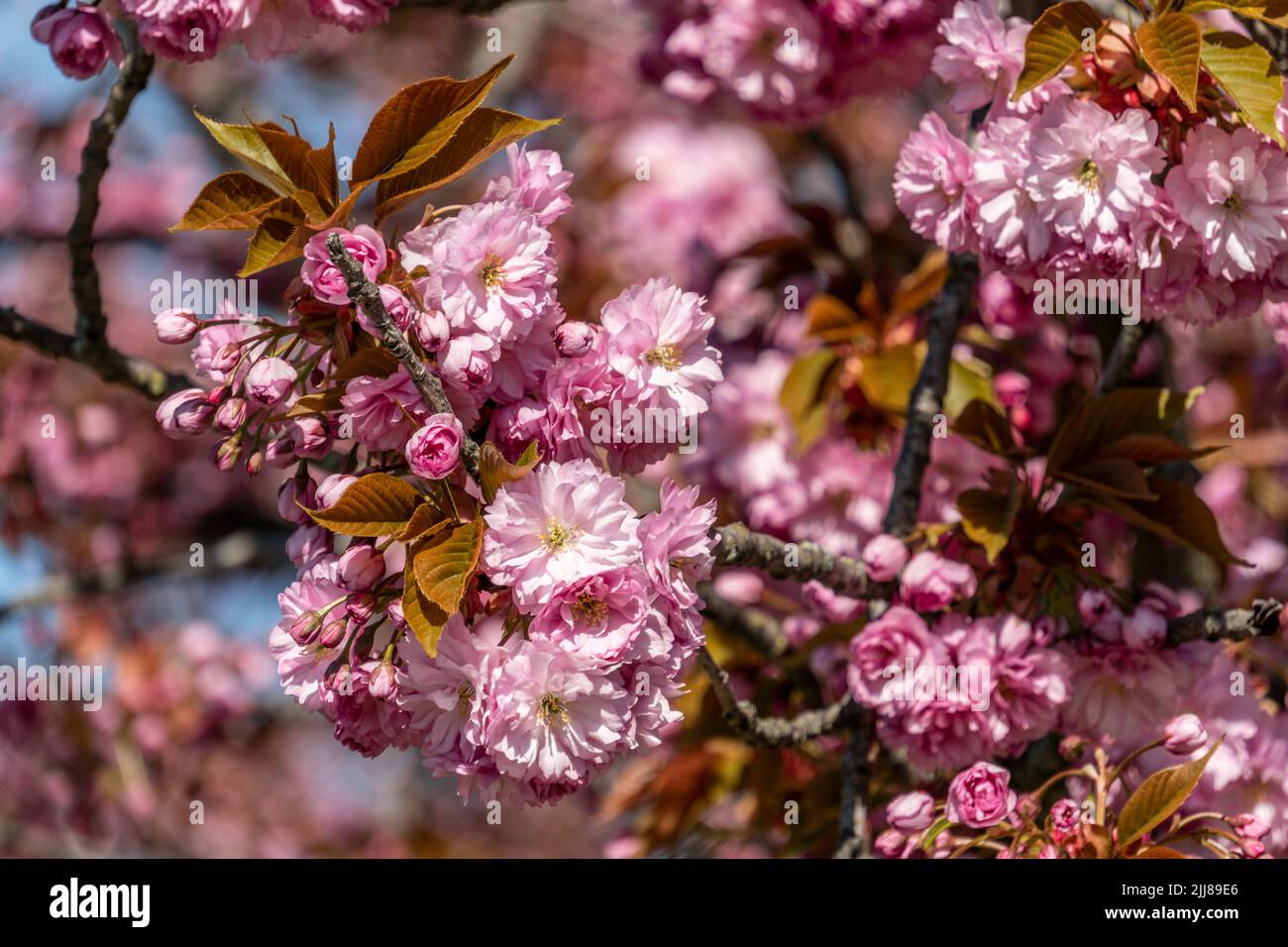 Frühling in Berlin, Japanische Kirschblüten , Stock Photo