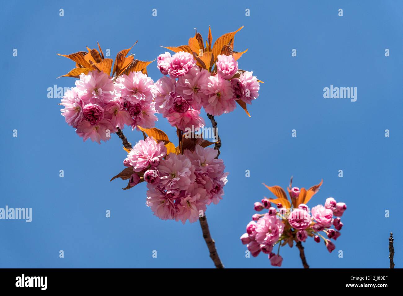 Frühling in Berlin, Japanische Kirschblüten Stock Photo - Alamy