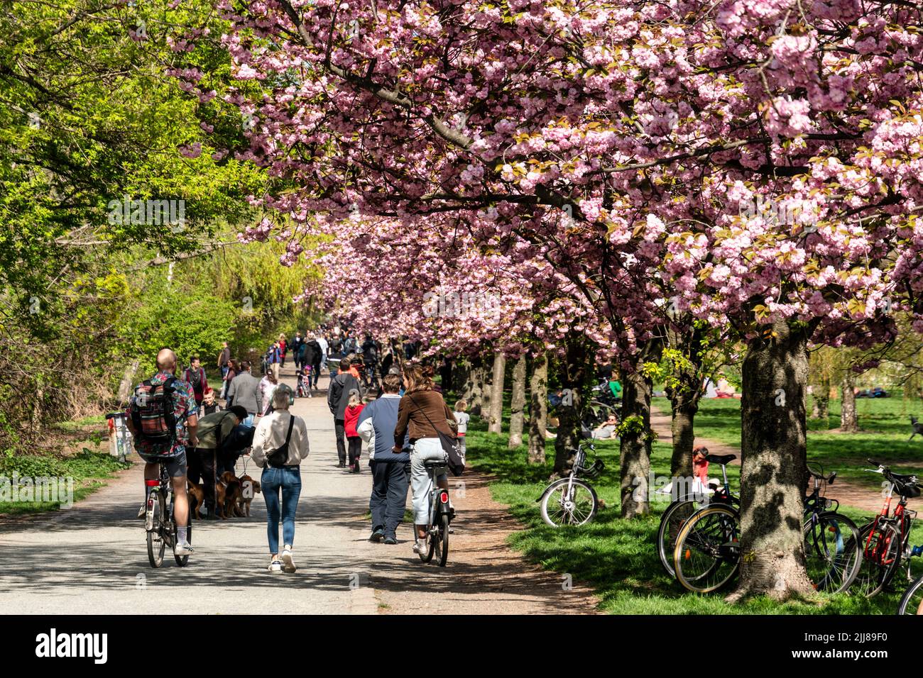 Frühling in Berlin, Japanische Kirschblüten , Sakura, vo, TV-Asahi gespendete japanische Kirschbäume in Treptow am Landwehrkanal. Stock Photo