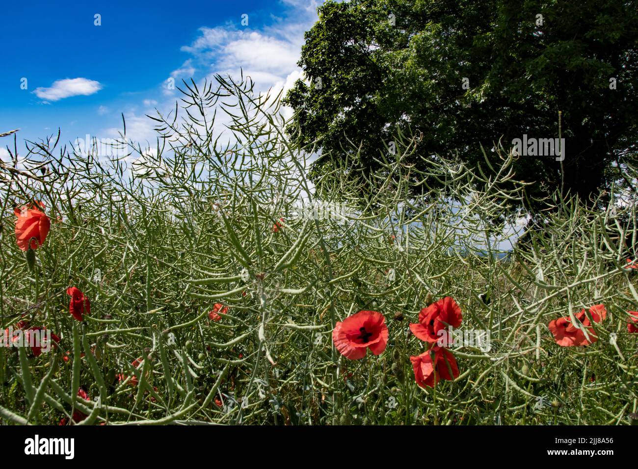 Klatschmohn steht vor einem Rapsfeld welches seine Blüten schon verloren hat.rechts hinten im Bild domeniert ein grüner Baum .Links hinten Himmel und Stock Photo