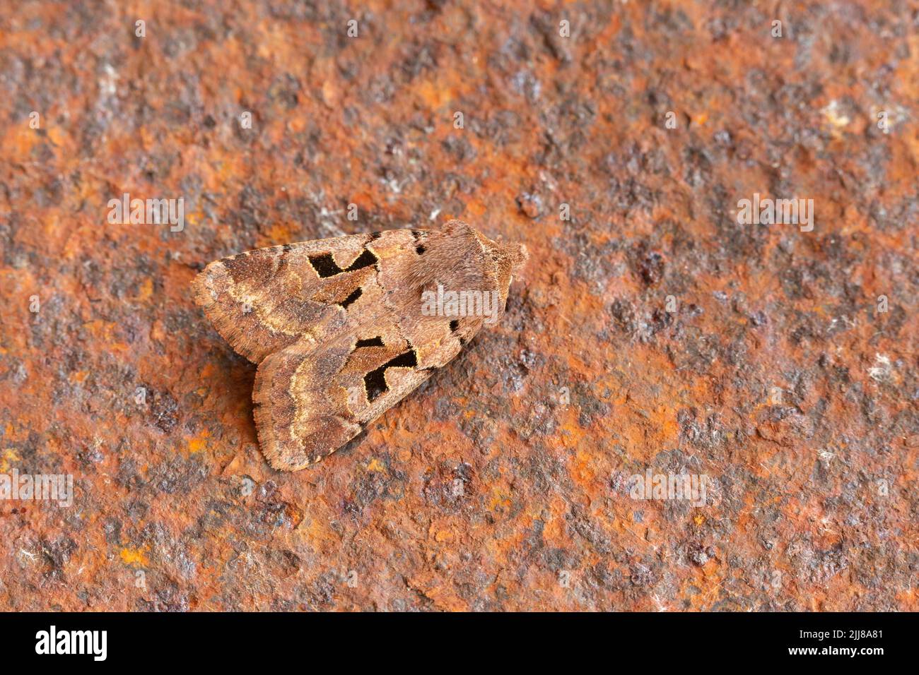 Hebrew character Orthosia gothica, imago, roosting on metal, Weston-Super-Mare, Somerset, UK, April Stock Photo