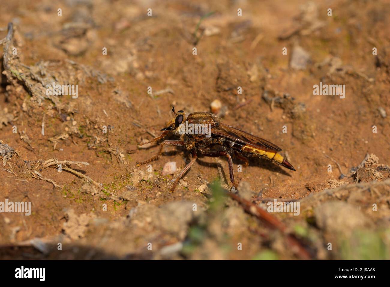 Hornet robberfly Asilus crabroniformis, adult resting on the ground ...