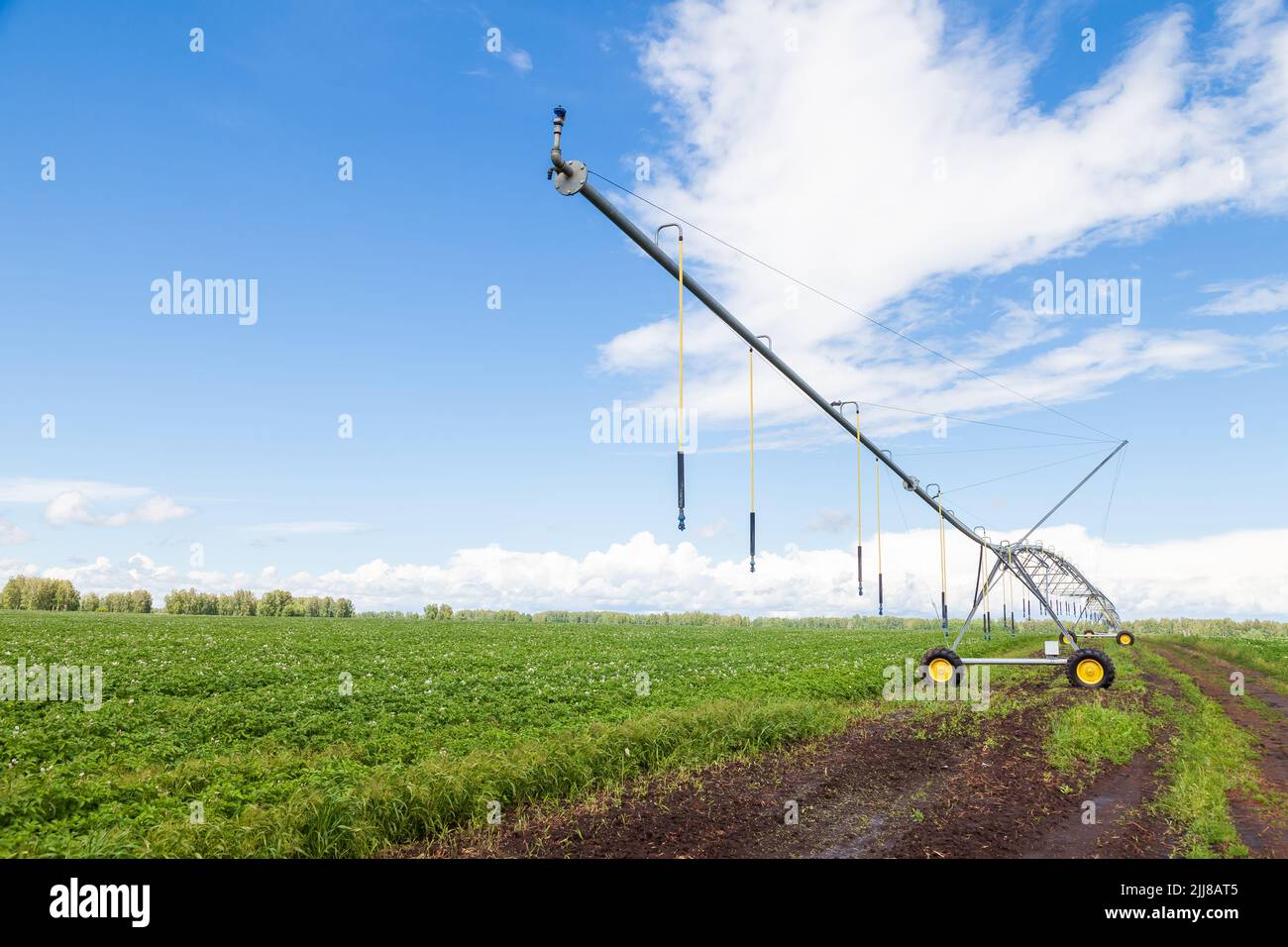 Corn field in spring with automatic irrigation system for water supply
