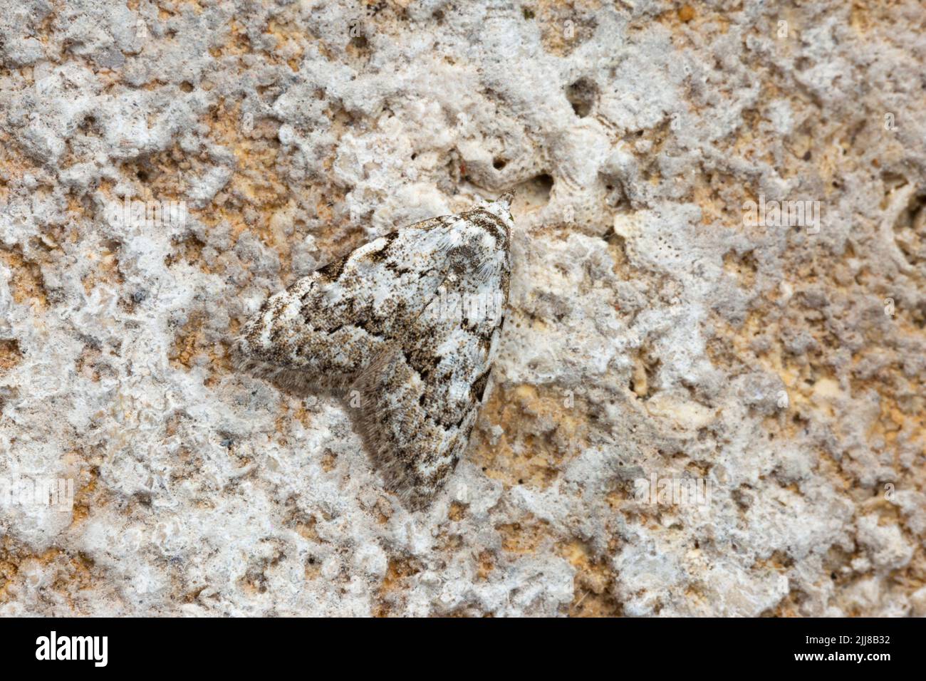 Least black arches Nola confusalis, imago, roosting, Weston-Super-Mare, Somerset, UK, May Stock Photo