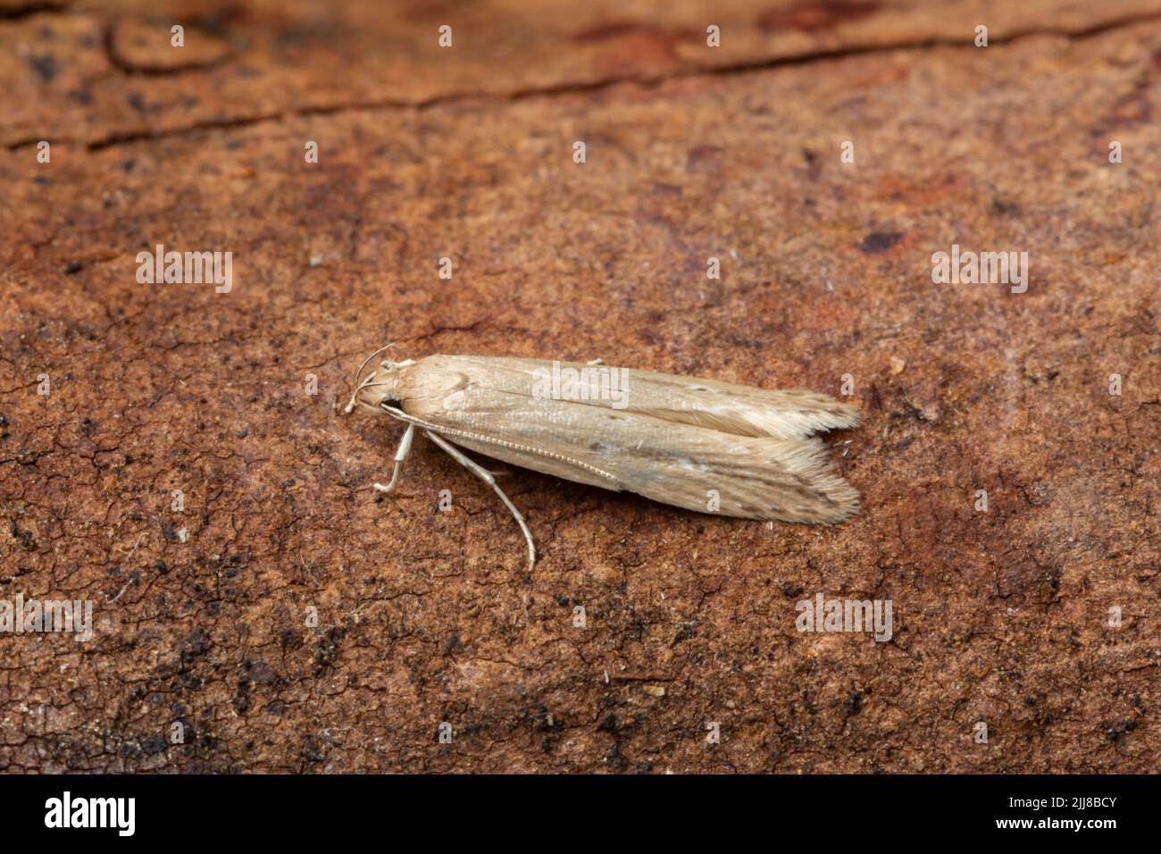 Limnaecia phragmitella, imago roosting, Weston-Super-Mare, Somerset, UK, July Stock Photo