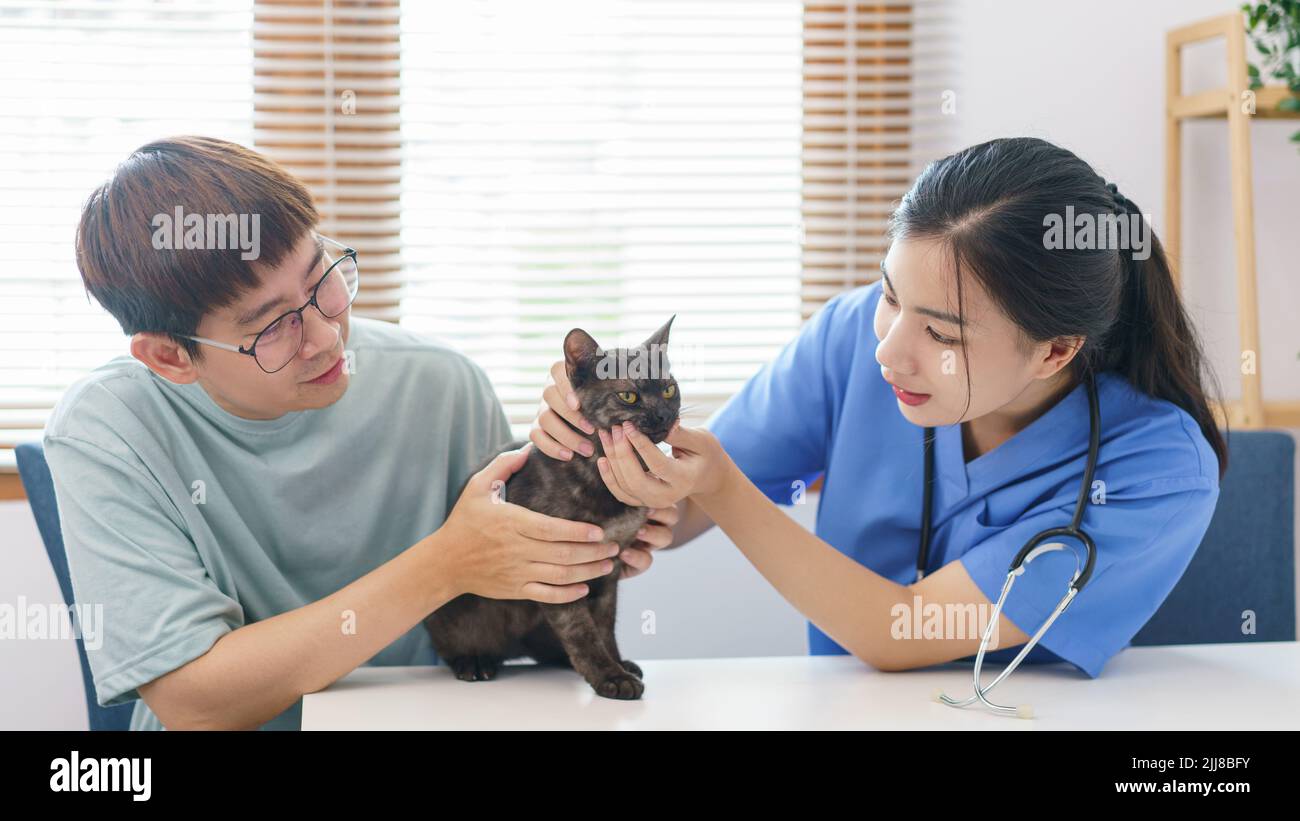 Pet care concept, Female veterinary is examining the cat on examination