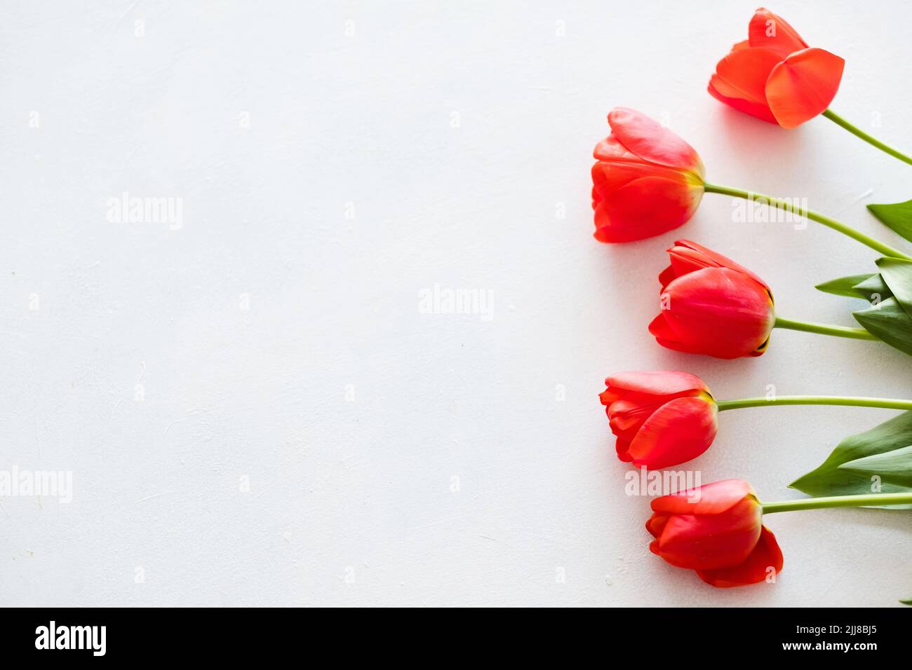 red tulips white background floral composition Stock Photo