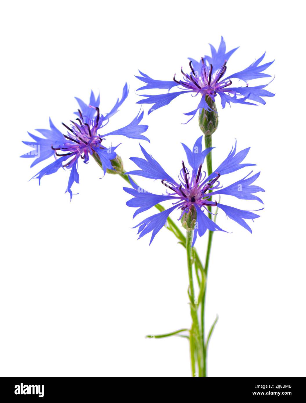 Purple knapweed flowers isolated on white background. Blue wild cornflower herb or bachelor button flower Stock Photo