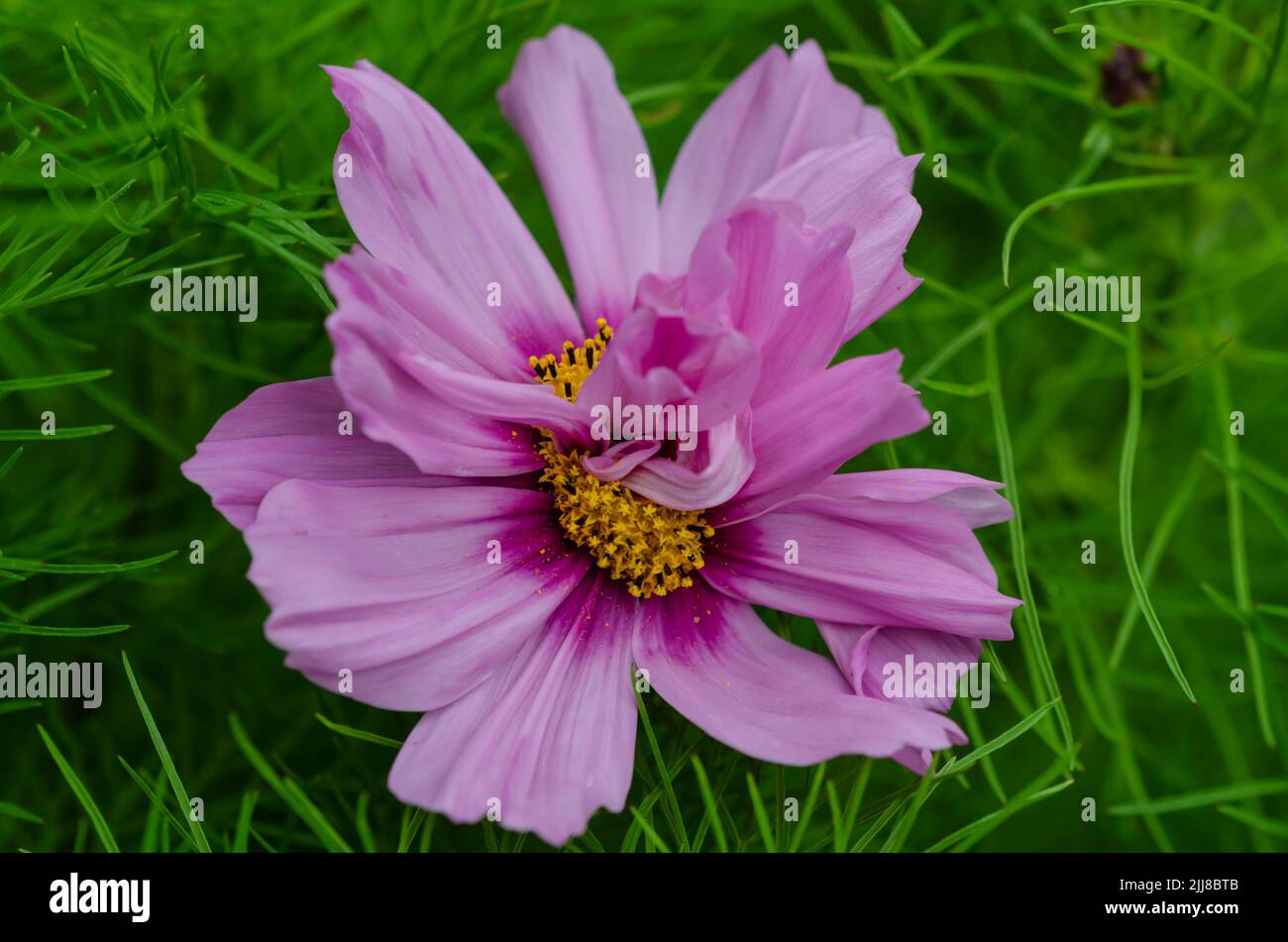 Rare fasciated cosmos flower, two flowers conjoined Stock Photo