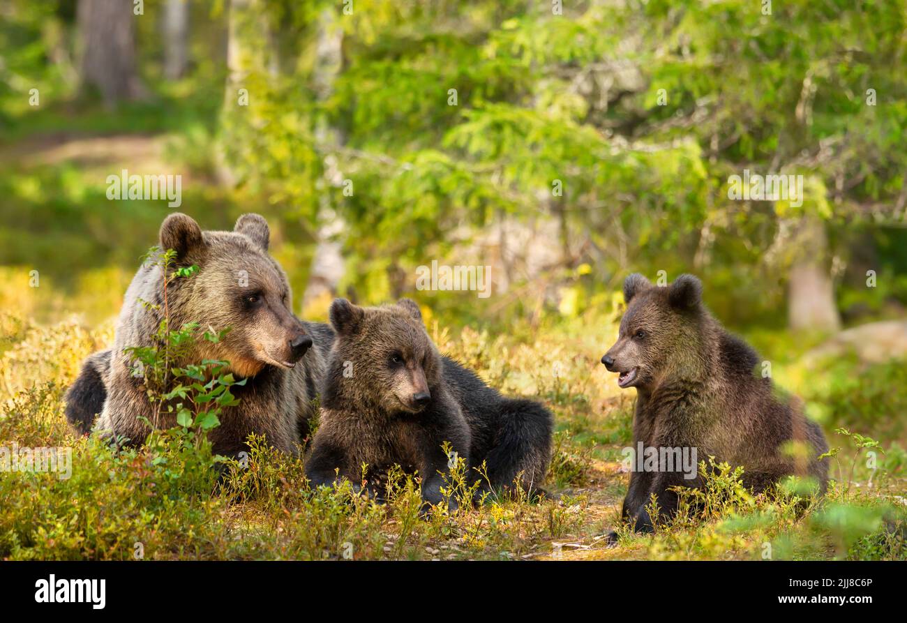Close up of female Eurasian brown bear (Ursos arctos) and her cubs in ...