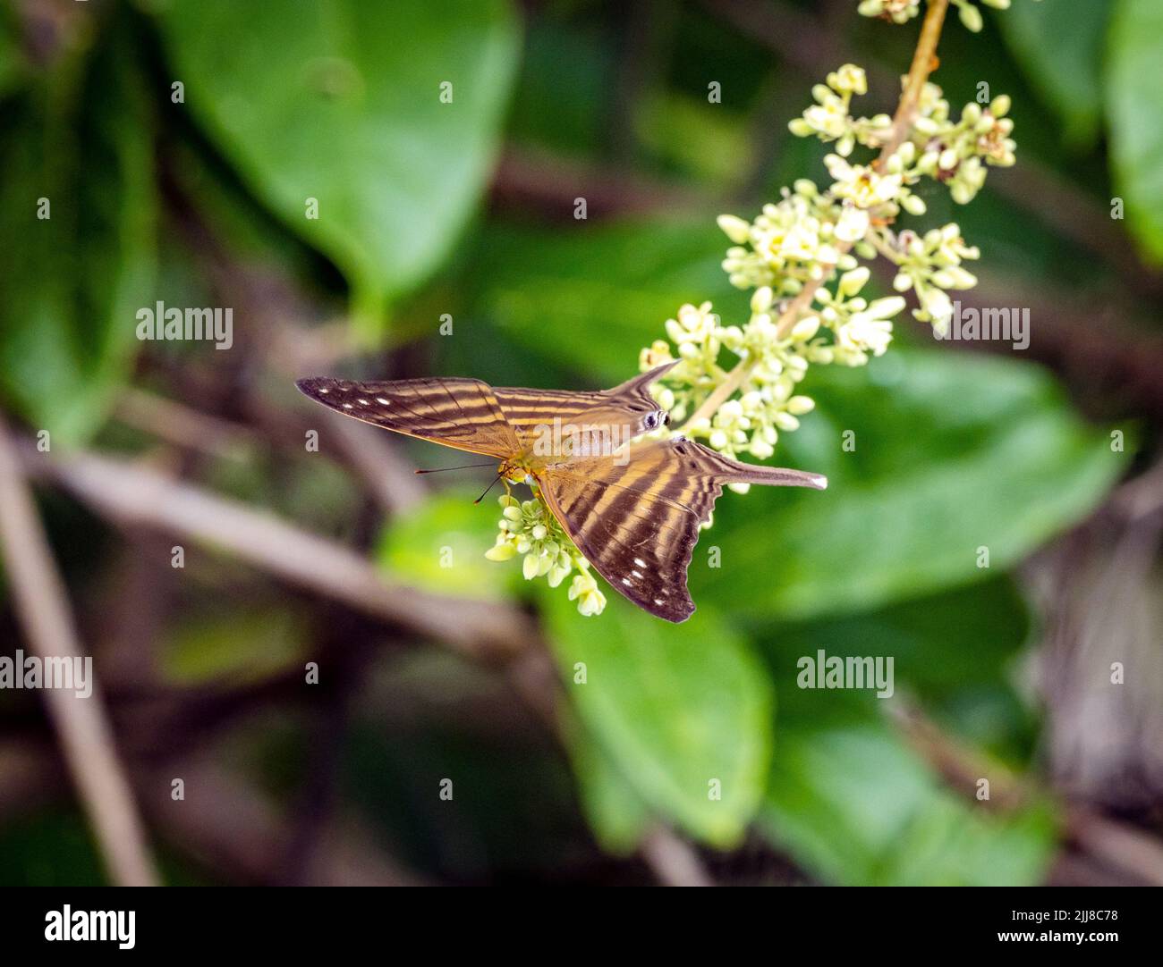 Many-banded daggerwing butterfly on white flower, Costa Rica Stock Photo